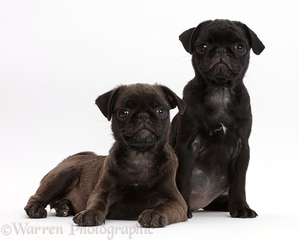 Black Pug and Platinum Pug pups, white background