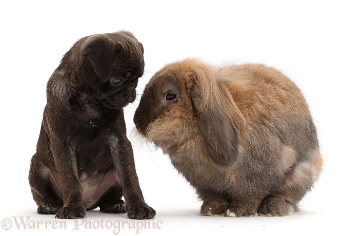 Platinum Pug pup, nose-to-nose with Lop rabbit, Dibdab, white background