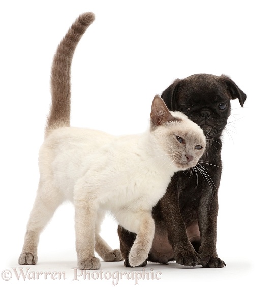 Blue-point kitten rubbing against Platinum Pug puppy, white background
