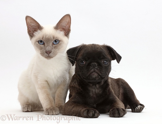 Blue-point kitten with Platinum Pug puppy, white background