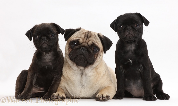 Platinum and black Pug puppies with adult Pug, white background