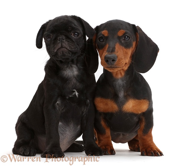 Black pug puppy and black-and-tan Dachshund, white background
