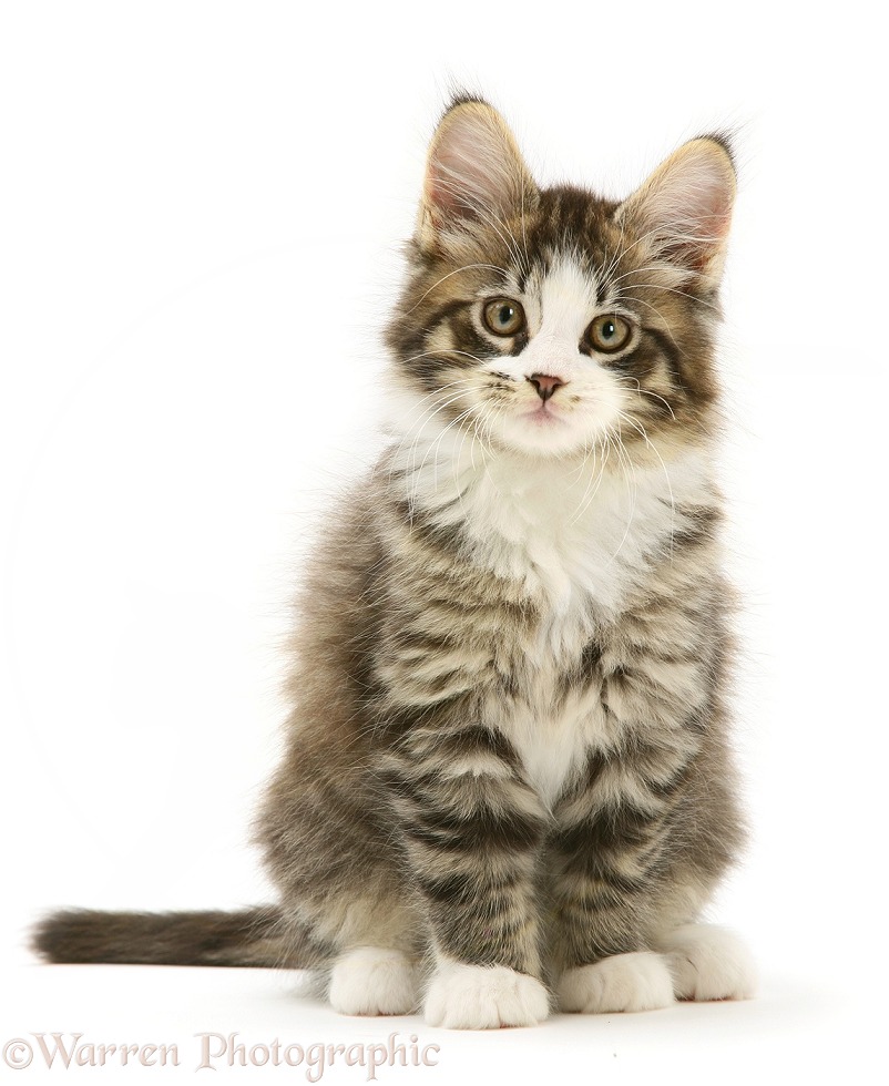 Tabby-and-white Maine Coon kitten, sitting, white background