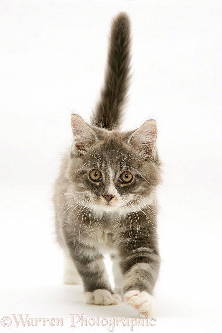 Maine Coon kitten, white background