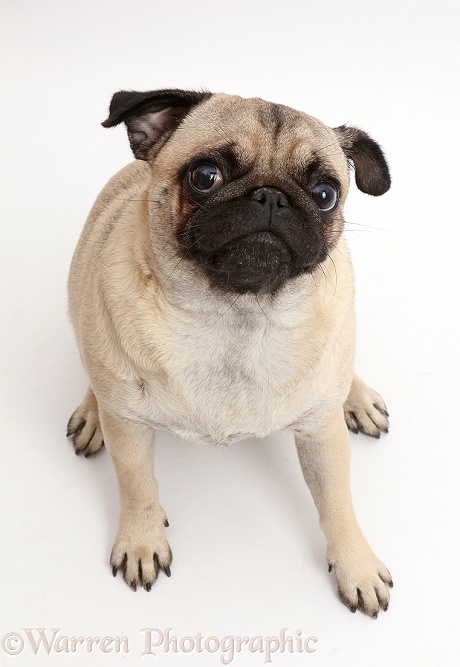 Portly Pug sitting and looking up, white background