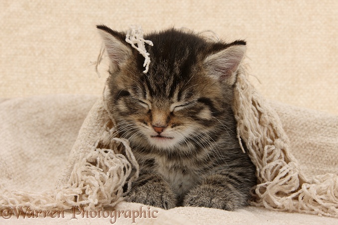 Sleepy tabby kitten, Fosset, 5 weeks old, under a beige shawl