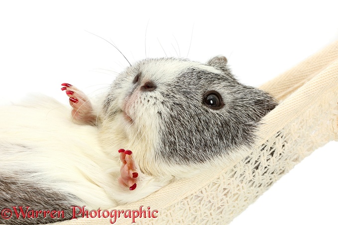 Guinea pig with painted nails, relaxing in a hammock, white background