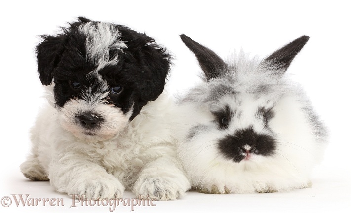 Playful black-and-white Cavapoo puppy and Bunny, white background