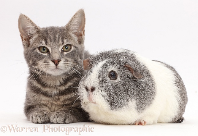 Grey tabby kitten and Guinea pig, white background