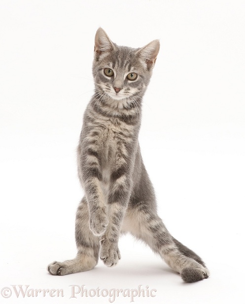 Grey tabby kitten standing up, white background