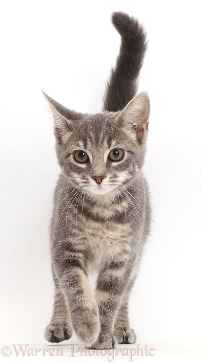 Grey tabby kitten walking, white background