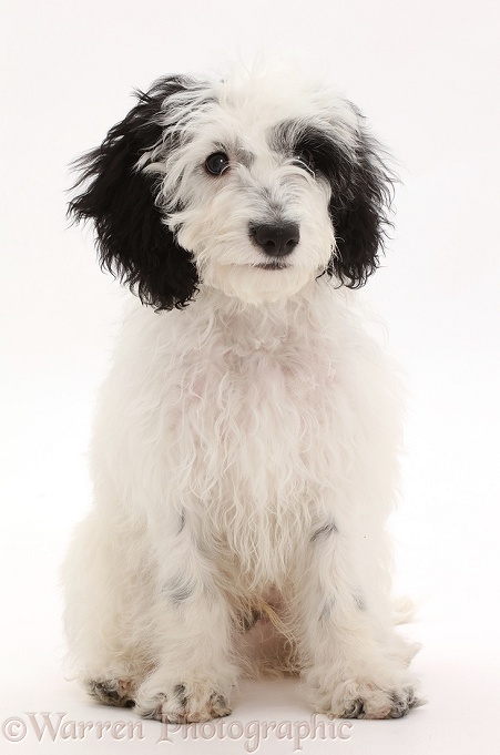 Black-and-white Cockapoo puppy, white background