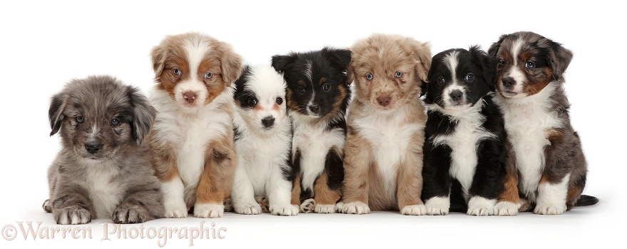 Seven Mini American Shepherd puppies, white background