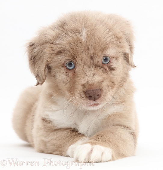 Mini American Shepherd puppy lying with head up, white background