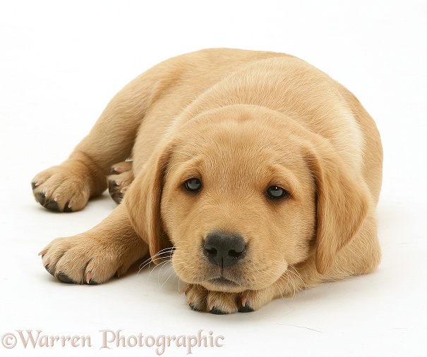 Yellow Labrador Retriever pup, 8 weeks old, lying with chin on paws, white background