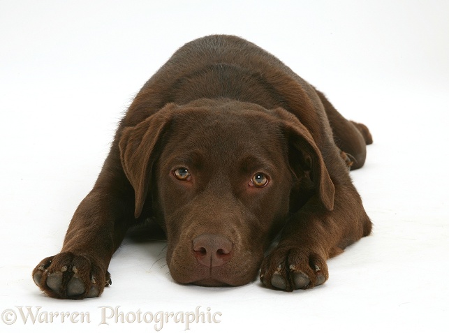Chocolate Labrador Retriever, Mocha, 7 months old, lying with chin on the floor, white background
