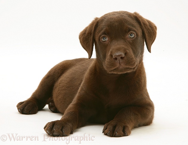 Chocolate Labrador Retriever pup, white background