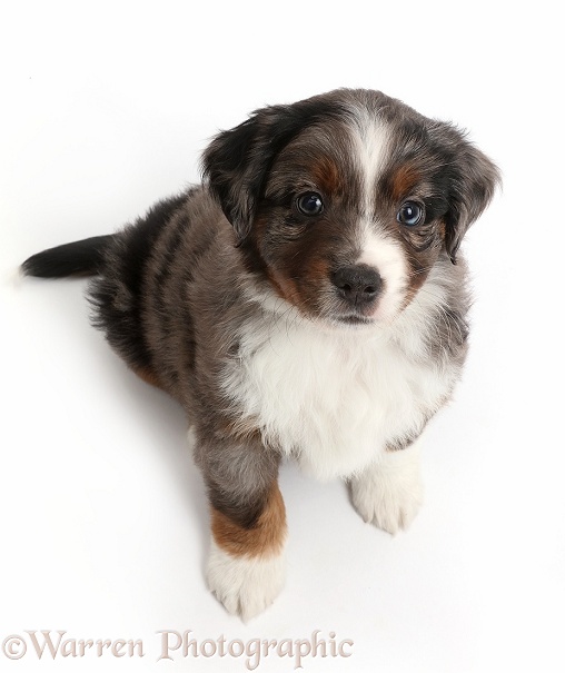 Mini American Shepherd puppy looking up, white background
