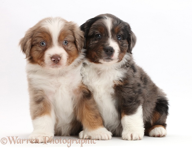 Two Mini American Shepherd puppies, white background