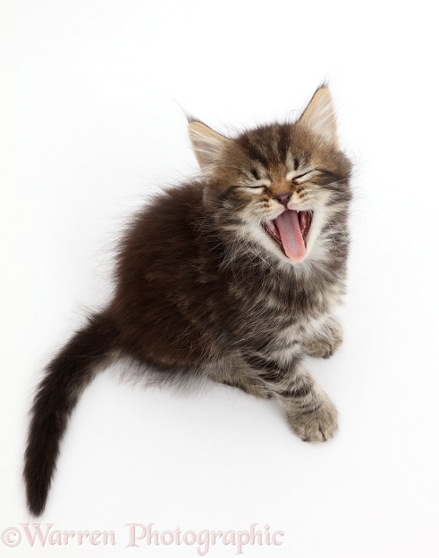 Tabby Persian-cross kitten, 7 weeks old, sitting and looking up yawning, white background