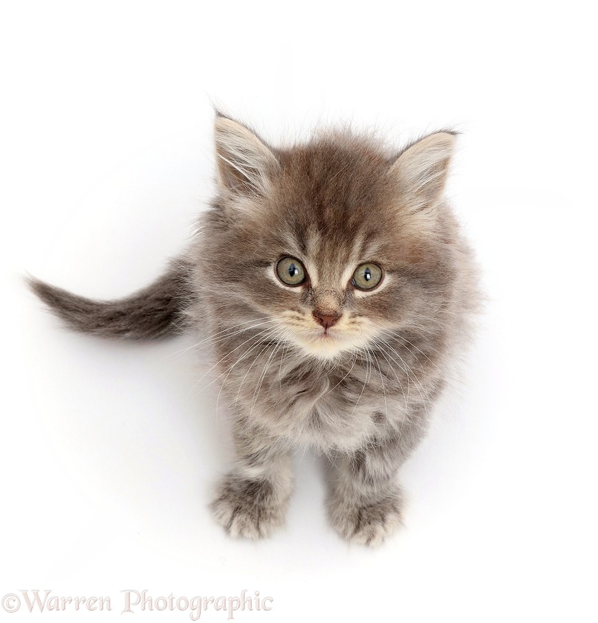 Grey tabby Persian-cross kitten, 7 weeks old, sitting and looking up, white background