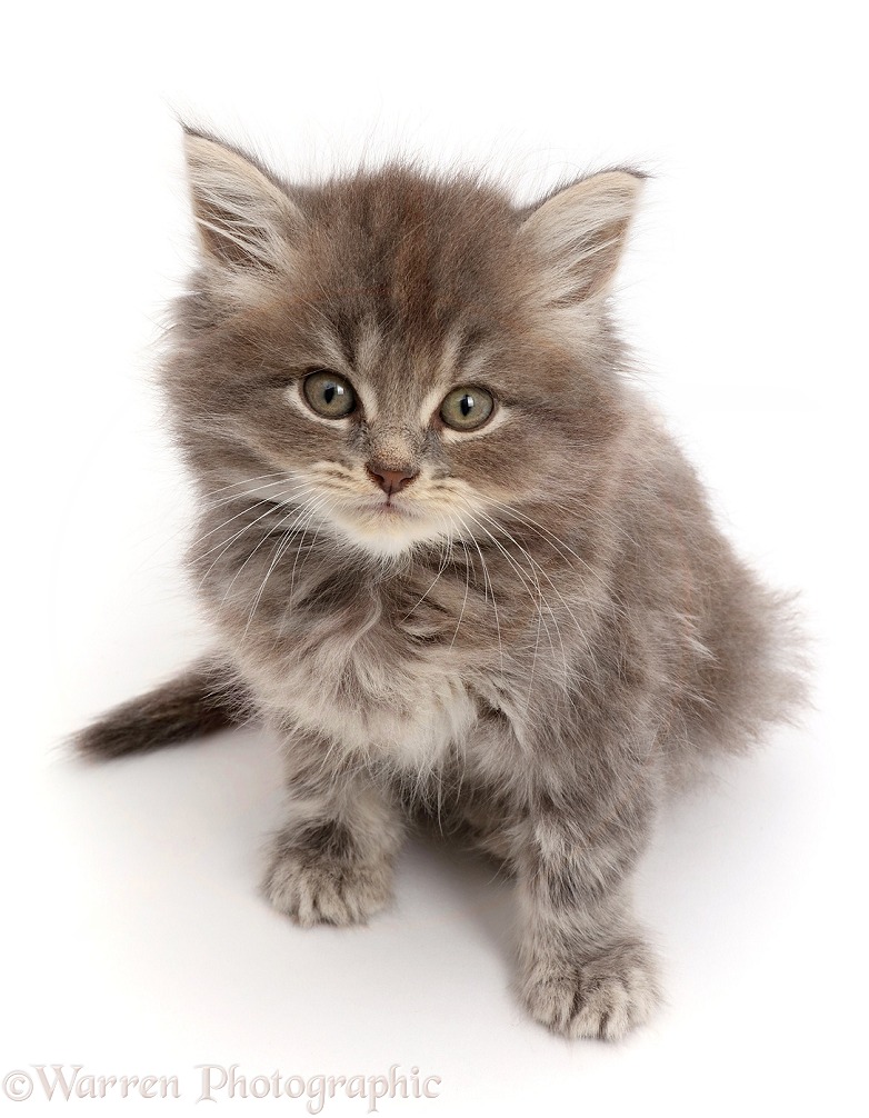 Grey tabby Persian-cross kitten, 7 weeks old, sitting and looking up, white background