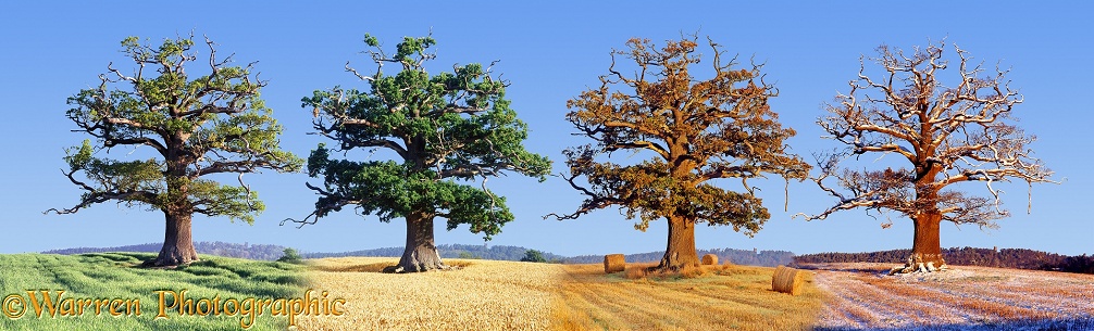 English Oak (Quercus robur) - All Four Seasons.  Surrey, England