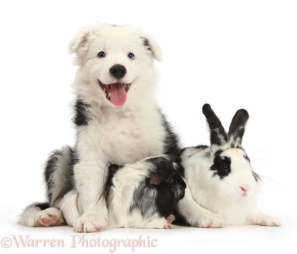 Black-and-white Border Collie bitch pup, Ice, 9 weeks old, with Black-and-white Guinea pig and rabbit, Bandit, white background