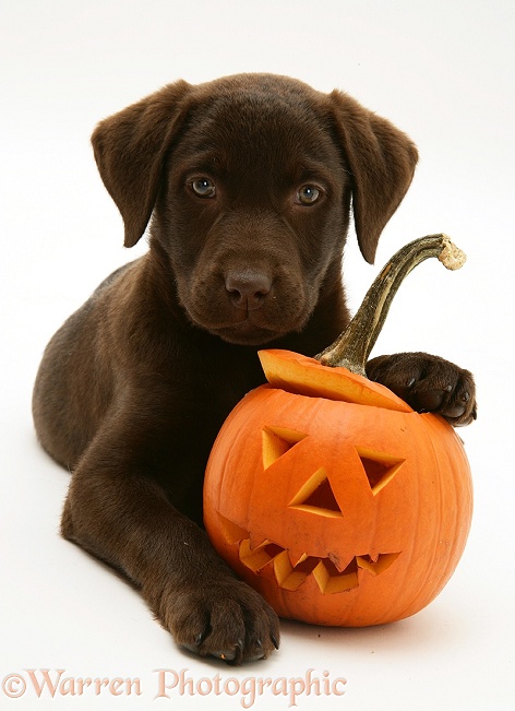 Chocolate Labrador Retriever pup, Mocha, with Jack-o-lantern pumpkin, white background