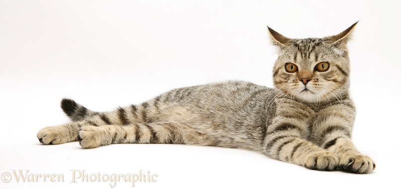 British Shorthair Brown Tabby female kitten, Tiger Lily, white background