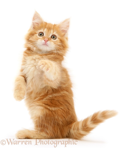 Ginger Maine Coon kitten with raised paws, white background