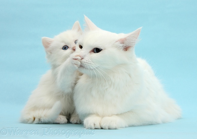 White Maine Coon-cross mother cat, Melody, and her white kitten