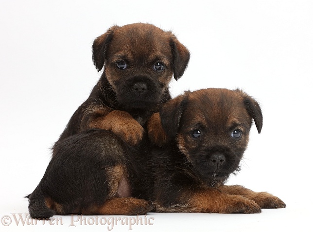 Border Terrier puppies, 5 weeks old, white background