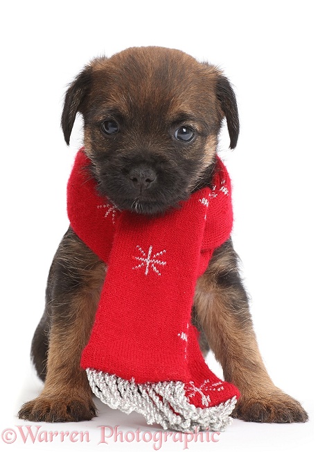 Border Terrier puppy, 5 weeks old, wearing red scarf, white background