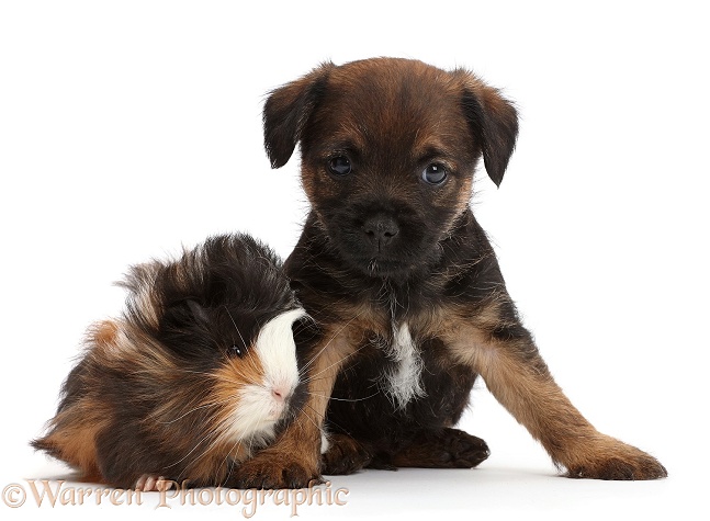 Border Terrier puppy, 5 weeks old, and Guinea pig, white background