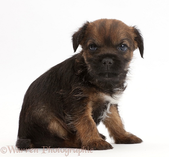 Border Terrier puppy, 5 weeks old, white background