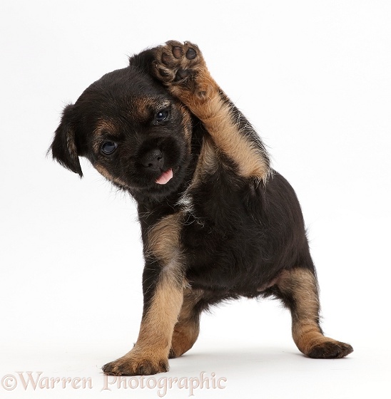 Border Terrier puppy, 5 weeks old, with raised paw, white background