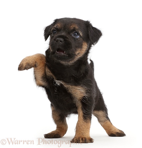 Border Terrier puppy, 5 weeks old, with raised paw, white background