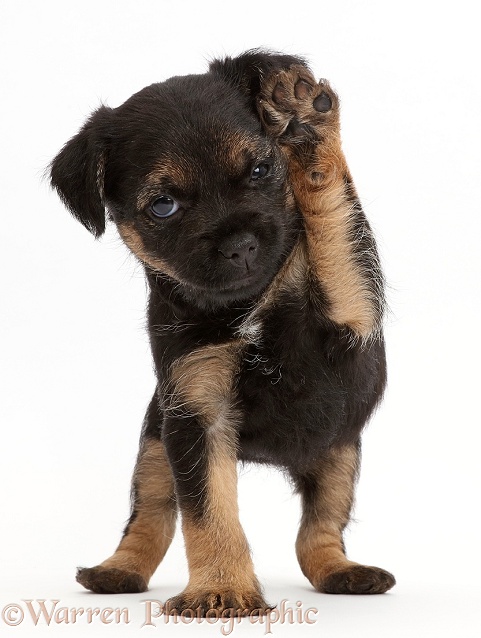 Border Terrier puppy, 5 weeks old, with raised paw, white background