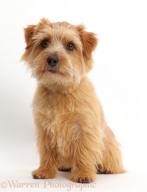 Norfolk Terrier dog, Otto, 1 year old, white background