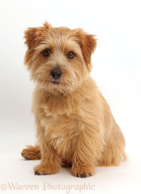 Norfolk Terrier dog, Otto, 1 year old, white background