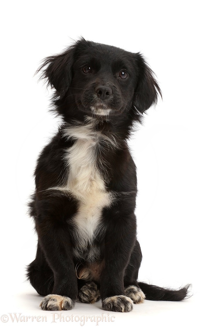 Black-and-white rescue dog puppy, white background