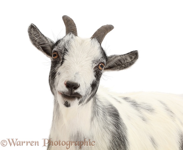 Pygmy goat, white background