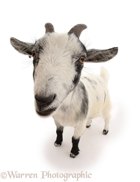 Pygmy goat standing, white background