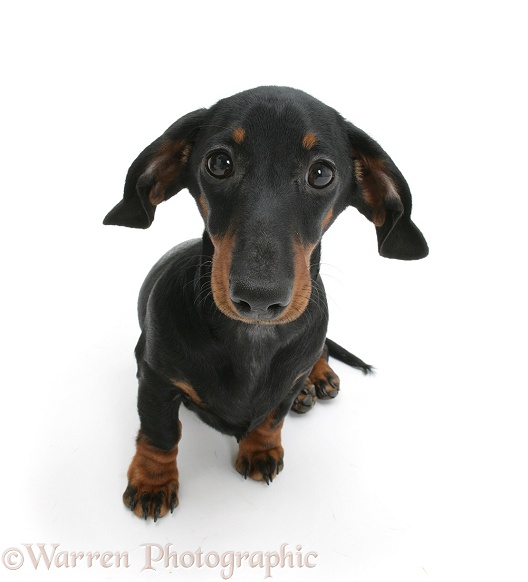 Black-and-tan Miniature Dachshund, sitting and looking up, white background