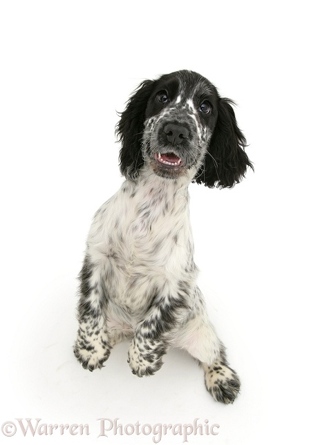 Black-and-white Cocker Spaniel pup, Bubbles, jumping up, white background