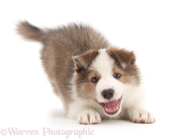Sable-and-white Border Collie puppy, 8 weeks old, in play-bow, white background