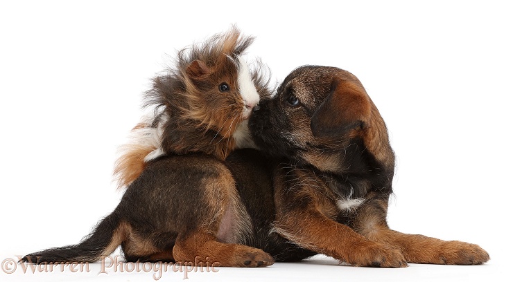 Border Terrier puppy, 8 weeks old, and Guinea pig, white background