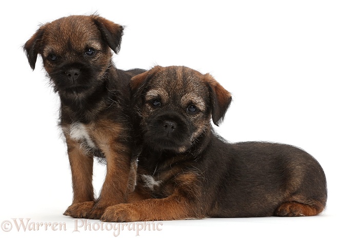 Border Terrier puppies, 8 weeks old, white background
