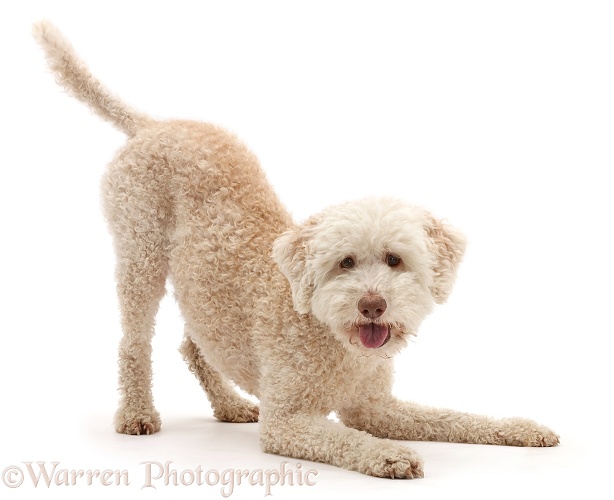 Lagotto Romagnolo dog in play-bow, white background
